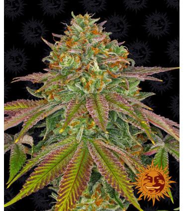 Wedding Cake (Barney's Farm)