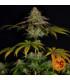 Wedding Cake (Barney's Farm)