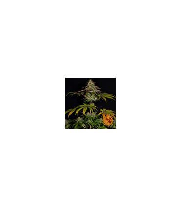 Wedding Cake (Barney's Farm)