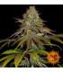 Wedding Cake (Barney's Farm)