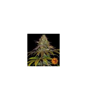 Wedding Cake (Barney's Farm)