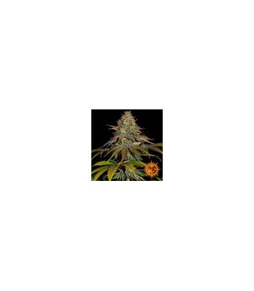Wedding Cake (Barney's Farm)