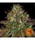 Wedding Cake (Barney's Farm)