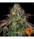 Wedding Cake (Barney's Farm)