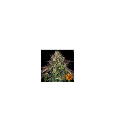 Wedding Cake (Barney's Farm)