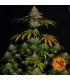 Wedding Cake (Barney's Farm)