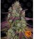 Mimosa Evo (Barney's Farm)