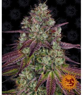 Mimosa Evo (Barney's Farm)
