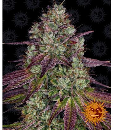 Mimosa Evo (Barney's Farm)