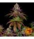 Mimosa Evo (Barney's Farm)