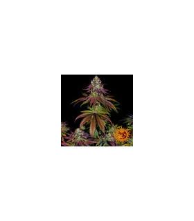Mimosa Evo (Barney's Farm)