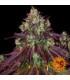 Mimosa Evo (Barney's Farm)