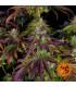 Mimosa Evo (Barney's Farm)