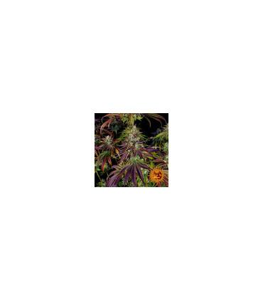 Mimosa Evo (Barney's Farm)