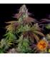 Mimosa Evo (Barney's Farm)