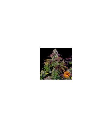 Mimosa Evo (Barney's Farm)