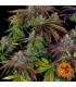 Mimosa Evo (Barney's Farm)