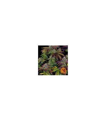 Mimosa Evo (Barney's Farm)
