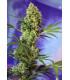 Big Devil Auto (Sweet Seeds)