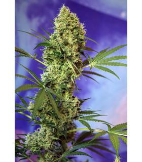 Big Devil Auto (Sweet Seeds)