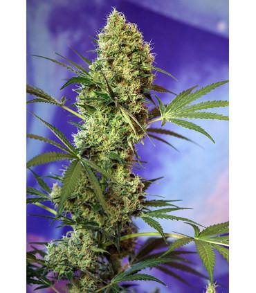 Big Devil Auto (Sweet Seeds)