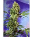 Big Devil Auto
