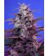 Bloody Skunk Auto (Sweet Seeds)