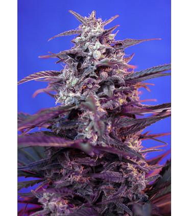 Bloody Skunk Auto (Sweet Seeds)