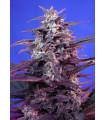 Bloody Skunk Auto