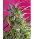 Crystal Candy Auto (Sweet Seeds)