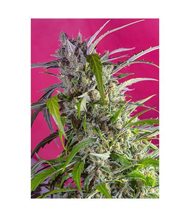 Crystal Candy Auto (Sweet Seeds)