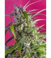 Crystal Candy Auto