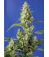 Gorilla Girl XL Auto (Sweet Seeds)