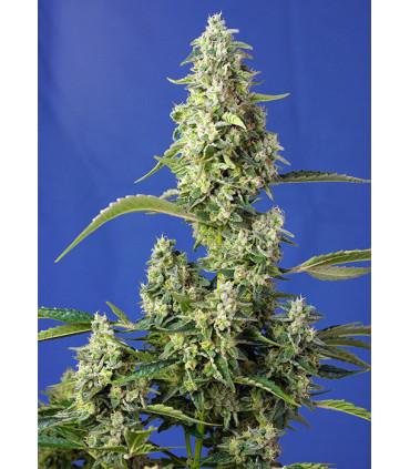 Gorilla Girl XL Auto (Sweet Seeds)