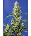Gorilla Girl XL Auto
