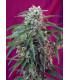 Green Poison Auto (Sweet Seeds)