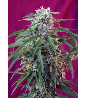 Green Poison Auto (Sweet Seeds)