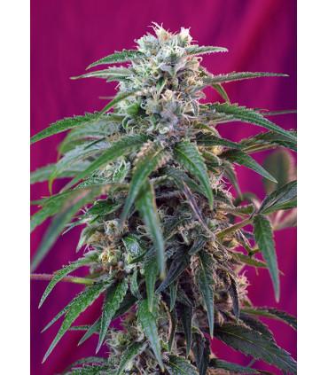 Green Poison Auto (Sweet Seeds)