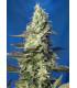 Green Poison XL Auto (Sweet Seeds)