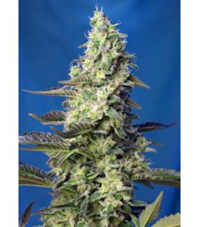Green Poison XL Auto (Sweet Seeds)