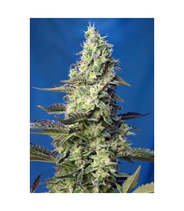 Green Poison XL Auto (Sweet Seeds)