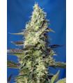 Green Poison XL Auto