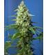 Honey Peach Auto CBD (Sweet Seeds)