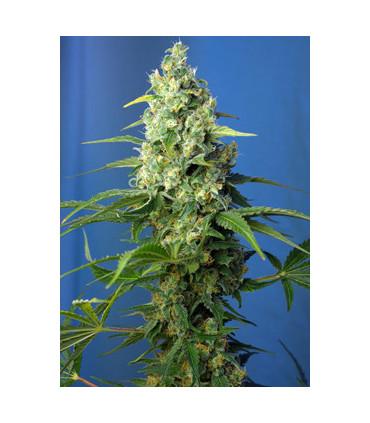 Honey Peach Auto CBD (Sweet Seeds)