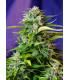Jack 47 Auto (Sweet Seeds)