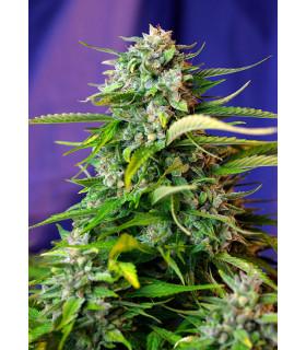 Jack 47 Auto (Sweet Seeds)