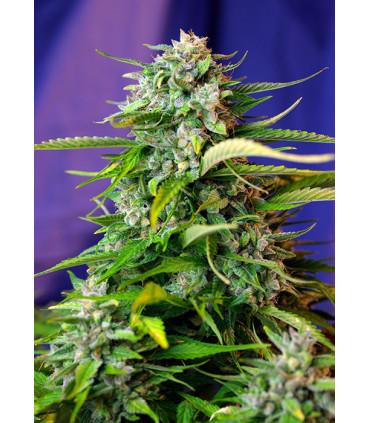 Jack 47 Auto (Sweet Seeds)