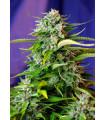 Jack 47 Auto