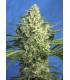 Jack 47 XL Auto (Sweet Seeds)