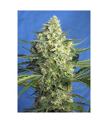 Jack 47 XL Auto (Sweet Seeds)